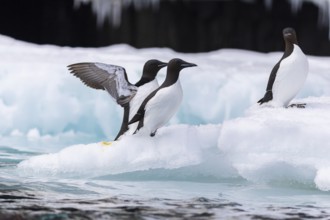 Thick-billed guillemot (Uria lomvia) on an ice floe, alcids (Alcidae), Alkefjellet, Spitsbergen,