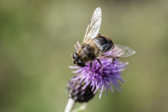 Golden hoverfly (Ferdinandea cuprea), Emsland, Lower Saxony, Germany