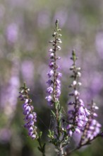 Heather (Calluna vulgaris), Emsland, Lower Saxony, Germany
