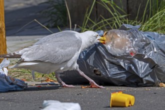 Bird nuisance by herring gull tearing up rubbish bag and feeding on trash, household refuse and