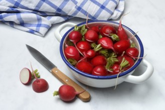 Radish in skin, in water, Raphanus sativus