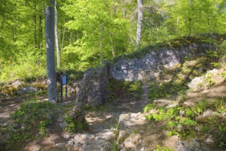 Ruin of Alter Lichtenstein near Lichtenstein Castle, eaves of the Swabian Alb, trees, deciduous