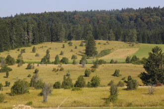 Landscape, nature, trees, meadow, juniper heath, Digelfeld near Hayingen, Swabian Alb,
