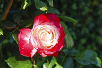 Rose (Rosa), cultivated rose, white and red blossom, green leaves, garden, flowers, plants,