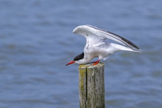 Common tern (Sterna hirundo) adult in breeding plumage perched on wooden pole and stretching wings