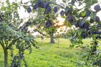 Plum tree in summer with ripe fruit and radiant sun star