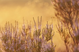 Bell heather (Erica tetralix) in the Lüneburg Heath in the yellow-red morning light at sunrise