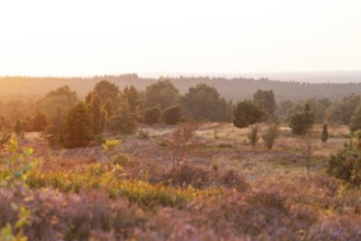 Beautiful sunset over the blooming heath on Wilseder Berg, Lüneburg Heath
