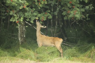 Roe deer (Capreolus capreolus) doe nibbling leaves and red berries of rowan (Sorbus aucuparia)