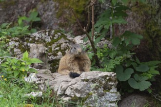 Adult marmot on the alpine meadow in front of the burrow on the Königsbachalm near Berchtesgaden