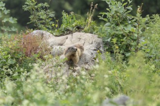 Marmot on the alpine meadow in front of the den on the Königsbachalm near Berchtesgaden