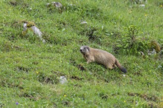 Young marmot on the alpine meadow in front of the burrow on the Königsbachalm near Berchtesgaden