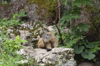 Adult marmot cleaning on the Königsbachalm near Berchtesgaden