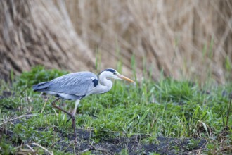 Grey heron (Ardea cinerea) Germany