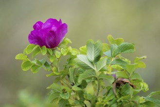 Dog rose (Rosa canina), Ringkøbing Fjord, Denmark