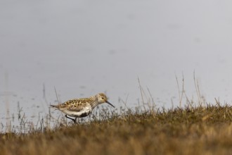 Black-legged stint (Calidris maritima) foraging, Aventdalen, Longyearbyen, Spitsbergen, Svalbard