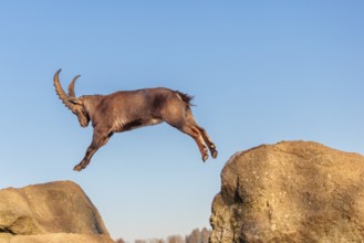 A male ibex (Capra ibex) leaps from rock to rock in the warm evening light. A blue sky can be seen