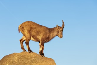 A female ibex (Capra ibex) stands on a rock in the warm evening light. A blue sky can be seen in