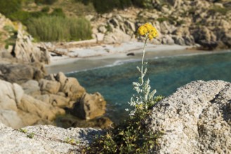 Picturesque hiking trail on the coast, Sentier du littoral, Cap Camarat, Saint Tropez, Var, French