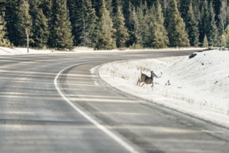 Wildlife on a winter road trip on the Icefields Parkway with lots of snow and ice, Banff National