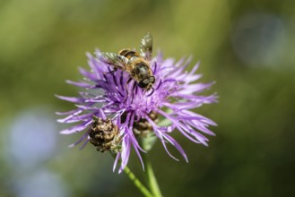 Tapered Dronefly (Eristalis pertinax) in a meadow knapweed (Centaurea jacea), Lower Saxony, Germany