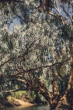 River and other waters in the outback in the north of Australia