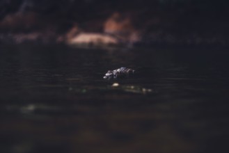 Special light atmosphere with crocodile in the outback in Windjana Gorge National Park in Australia