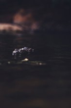 Special light atmosphere with crocodile in the outback in Windjana Gorge National Park in Australia