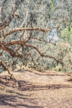 Outback Scenes Australia