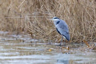 Grey heron (Ardea cinerea) Germany