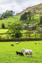 Sheep and farm in Lake District National Park, Coniston Water, Cumbria, England, United Kingdom