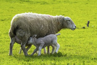 Sheep and farm in Lake District National Park, Coniston Water, Cumbria, England, United Kingdom