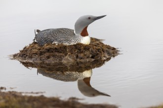 Red-throated diver (Gavia stellata) breeding on the nest, Aventdalen, Longyearbyen, Spitsbergen,