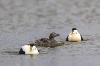 Eider duck (Somateria mollissima), hen with drake during mating behaviour, duck birds (Anatidae),