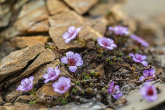 Red saxifrage (Saxifraga oppositifolia), saxifrage family (Saxifragaceae), Jotunkjeldene,