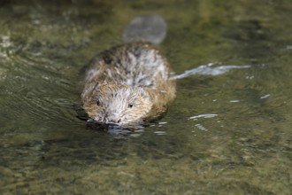 Eurasian beaver, European beaver (Castor fibre), swimming in a stream, Canton Zug, Switzerland