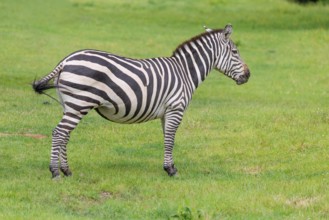 A Grant's zebra (Equus quagga boehmi) stands in a green meadow. Kenya