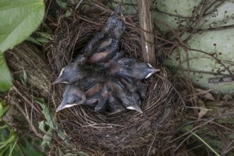 Five young blackbirds (Turdus merula) in the nest, Bavaria, Germany