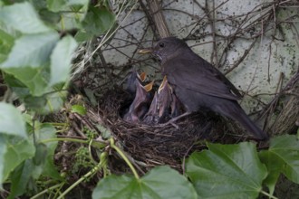 Mother blackbird (Turdus merula) with her five young at the nest, Bavaria, Germany