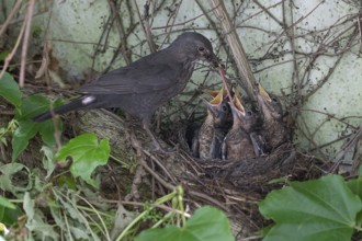 Mother blackbird (Turdus merula) feeding her five young in the nest, Bavaria, Germany