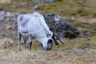 Svalbard skink (Rangifer tarandus platyrhynchus), Mammals (Mammalia), Longyearbyen, Spitsbergen,