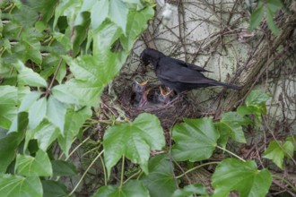 Male blackbird (Turdus merula) feeding his five young, Bavaria, Germany