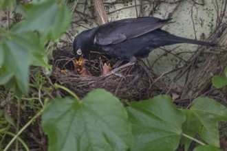 Male blackbird (Turdus merula) feeding its young, Bavaria, Germany