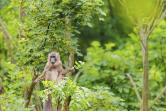 A female Drill (Mandrillus leucophaeus) sits high up in a tree, eating leaves. A green forest can