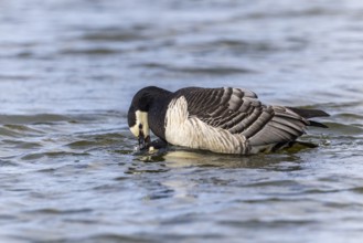 White-fronted Goose (Branta leucopsis), Geese (Anseriformes), Mating in the water, Aventdalen,