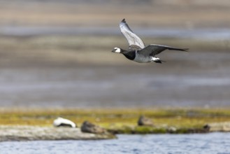 White-fronted Goose (Branta leucopsis), Geese (Anseriformes), in flight, Aventdalen, Longyearbyen,