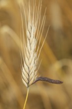 Ergot mushroom Claviceps purpurea on a ripe ear of grain