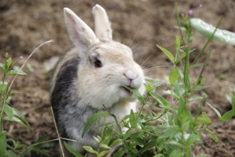 Domestic rabbit (Oryctolagus cuniculus forma domestica), tame, eat, plant, hunger, portrait,