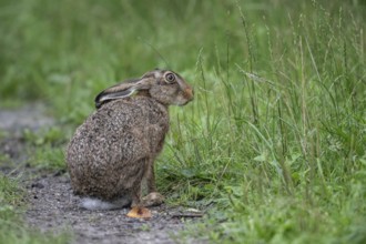 European hare (Lepus europaeus), Emsland, Lower Saxony, Germany