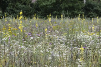 Flower meadow with large-flowered mullein (Verbascum densiflorum), Lower Saxony, Germany